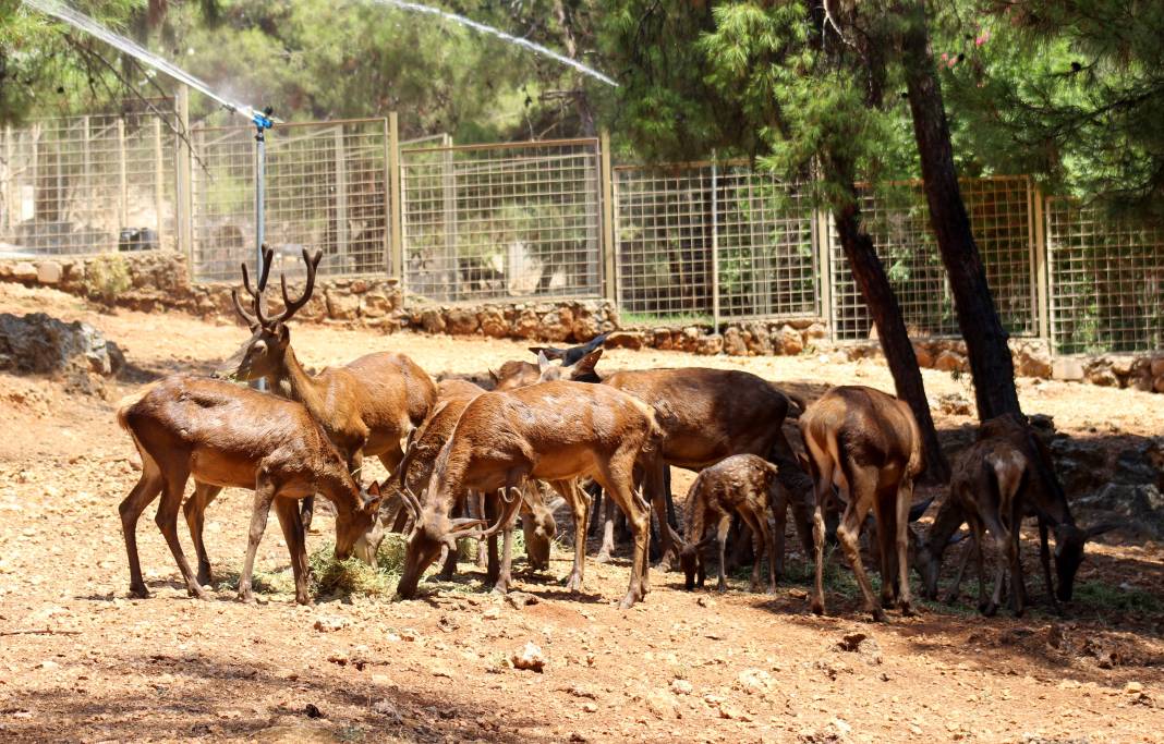 Antalya'da hayvanlar sıcaklarla buzlu kokteyl sayesinde baş ediyor 6